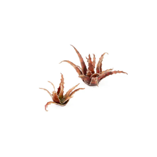 Rote Aloe - Laserpflanzen