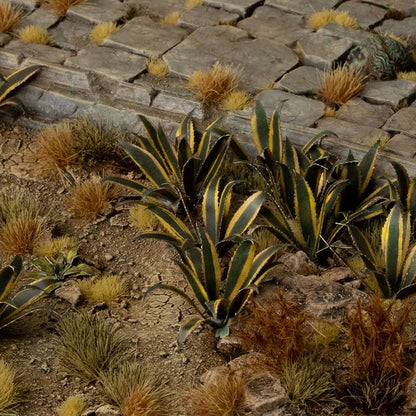 Agave - Laser Plants
