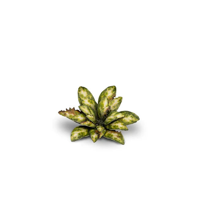 Dumb Cane - Laser Plants