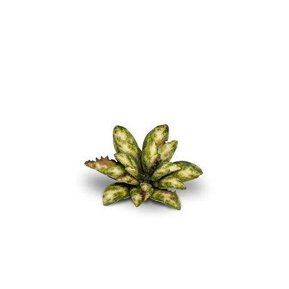 Dumb Cane - Laser Plants
