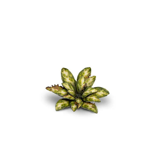 Dumb Cane - Laser Plants