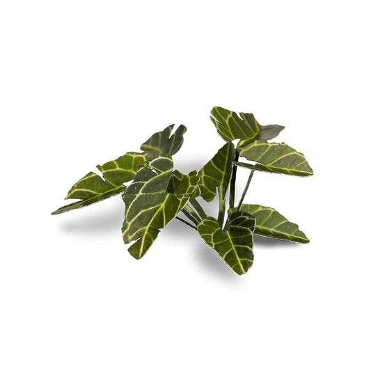 Elephant Ear - Laser Plants