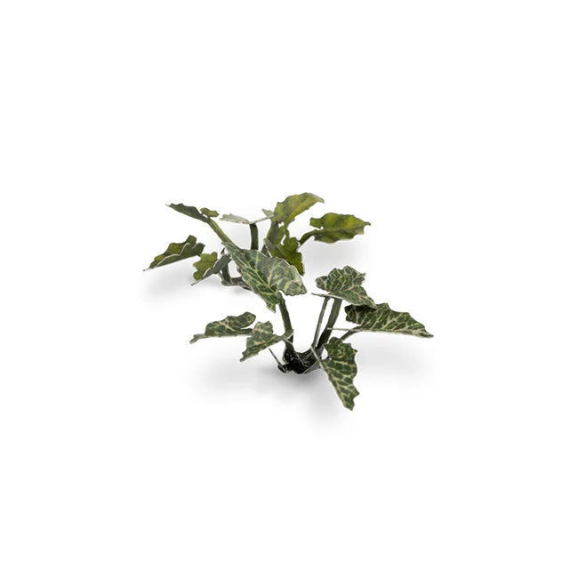 Lords-and-Ladies - Laser Plants