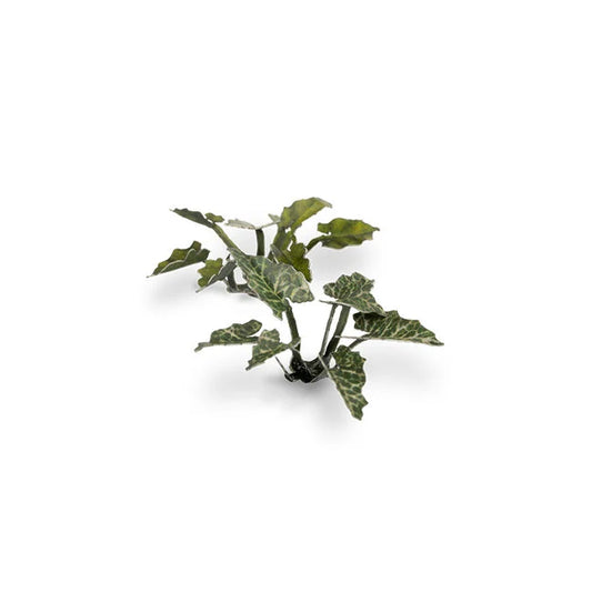 Lords-and-Ladies - Laser Plants