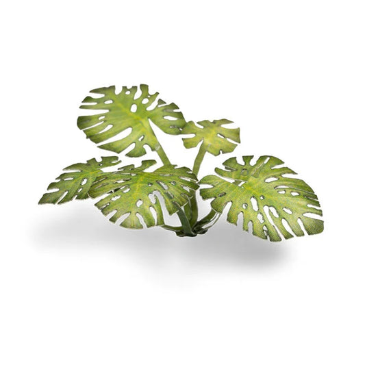 Monstera - Laser Plants