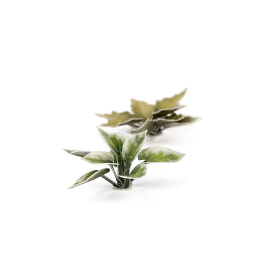 Plantain Lily - Laser Plants